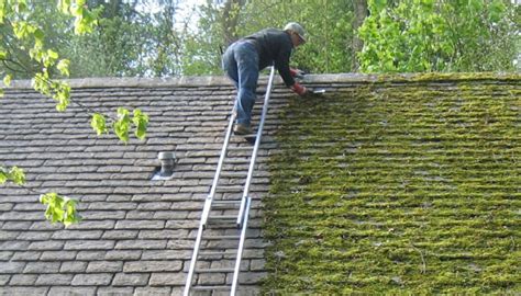 moss roof removal service